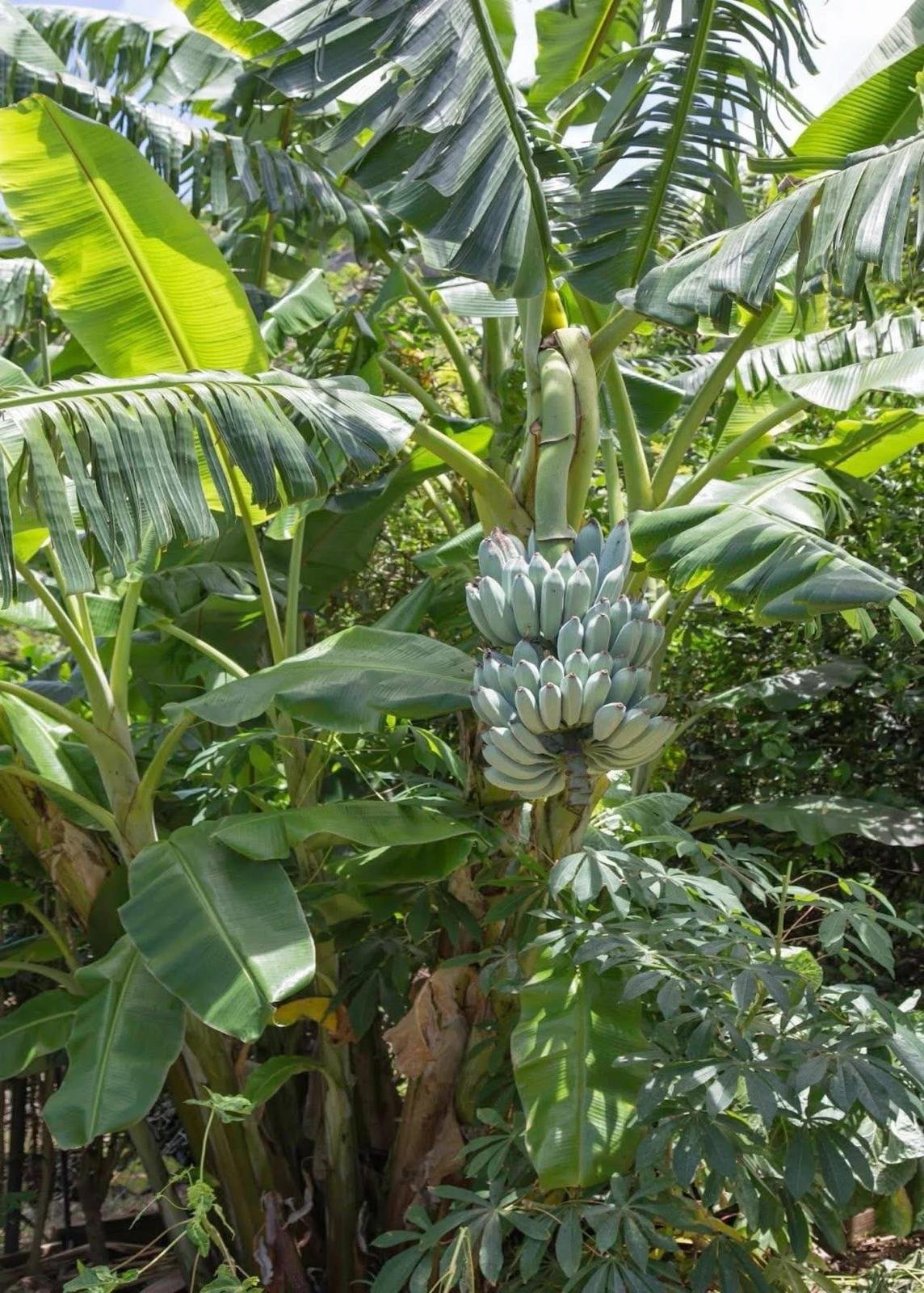 Grow Blue Java Banana in: The Ultimate Guide to cultivate the “Ice Cream” Banana - Image 2