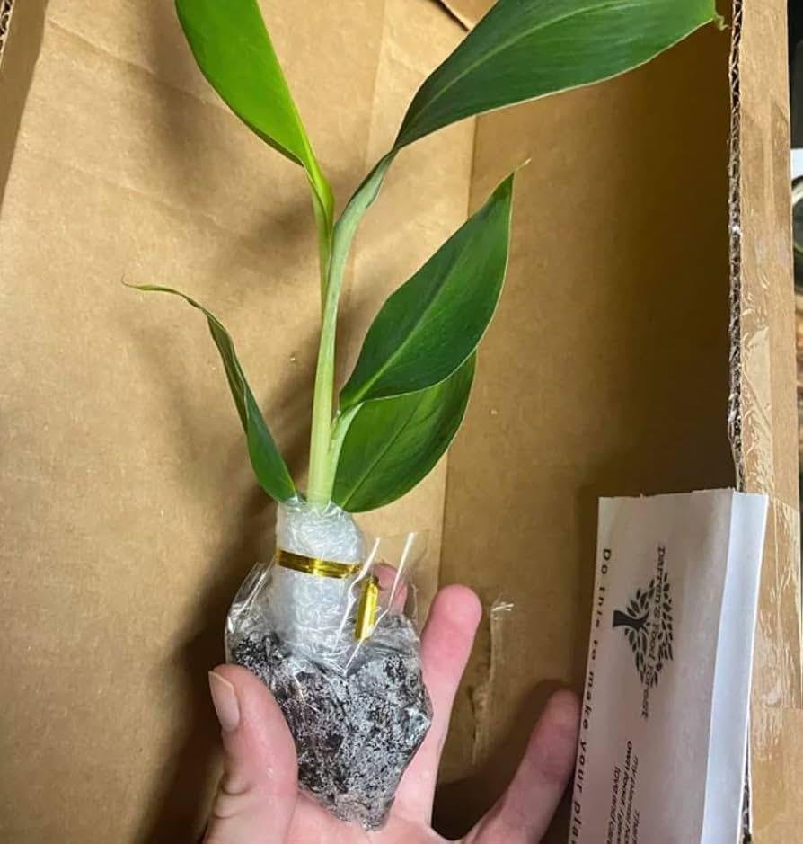 Grow Blue Java Banana in: The Ultimate Guide to cultivate the “Ice Cream” Banana - Image 4