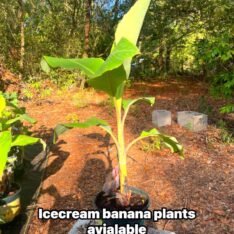 Grow Blue Java Banana in: The Ultimate Guide to cultivate the “Ice Cream” Banana - Image 6