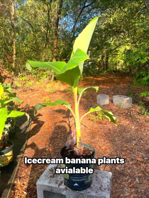 Grow Blue Java Banana in: The Ultimate Guide to cultivate the “Ice Cream” Banana - Image 7