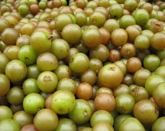 Scuppernong Muscadine Grapes Fruit Box - Image 2